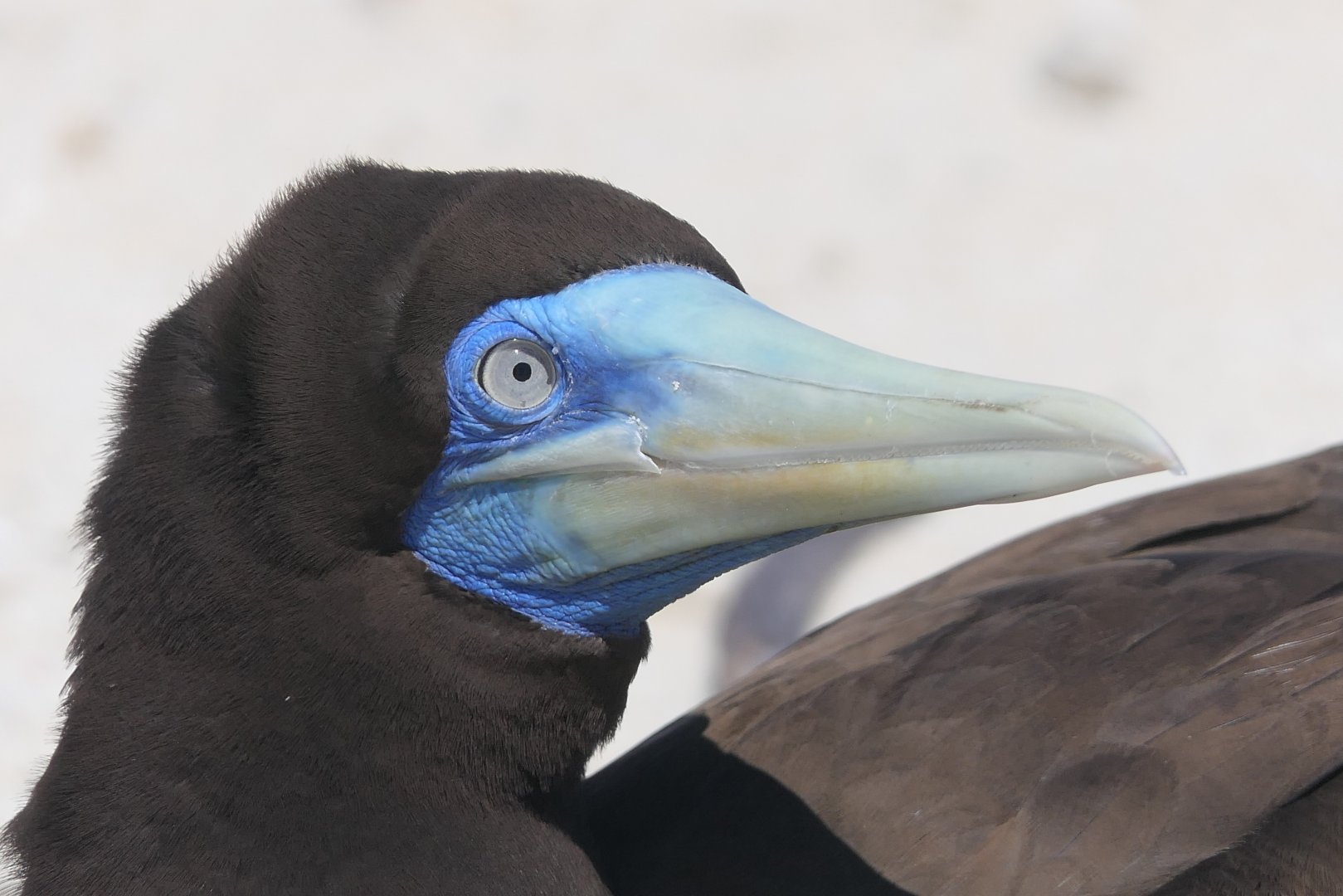 Brown Booby (Sula leucogaster)
