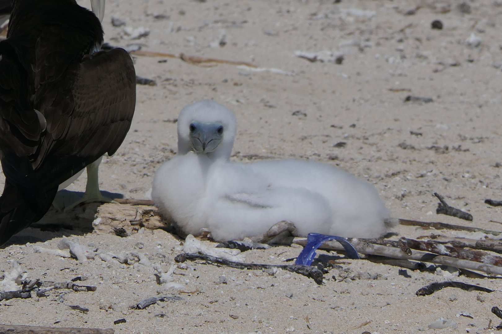 Brown Booby (Sula leucogaster)