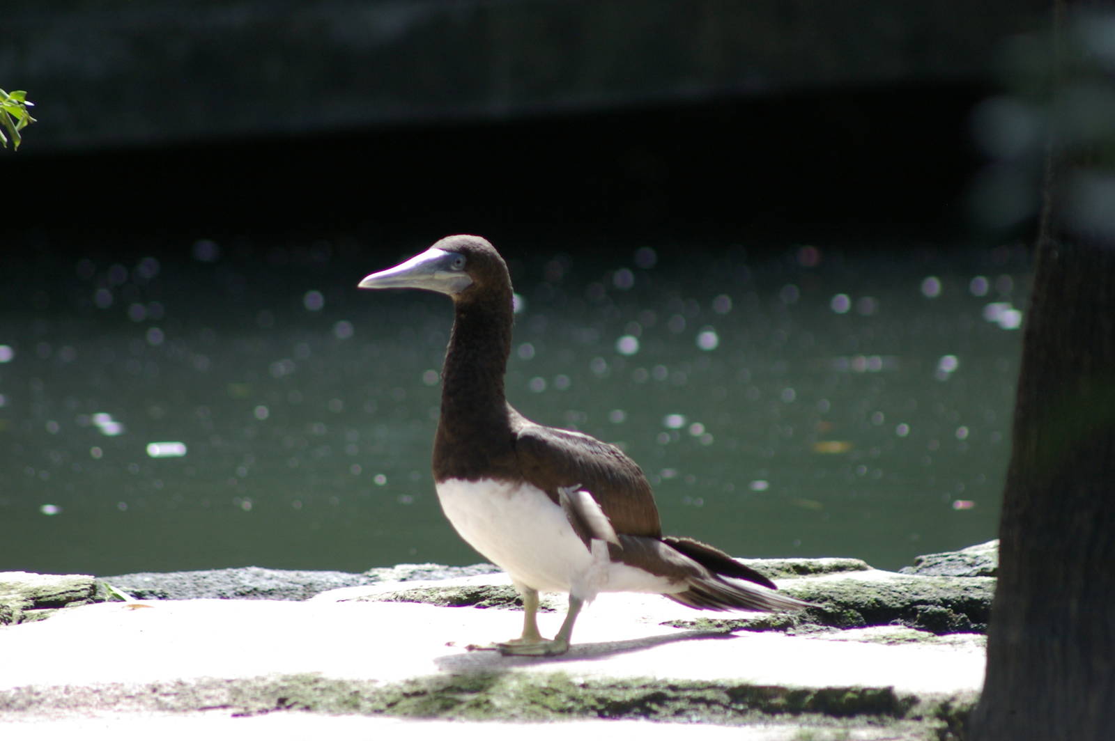 brown booby (Sula leucogaster)