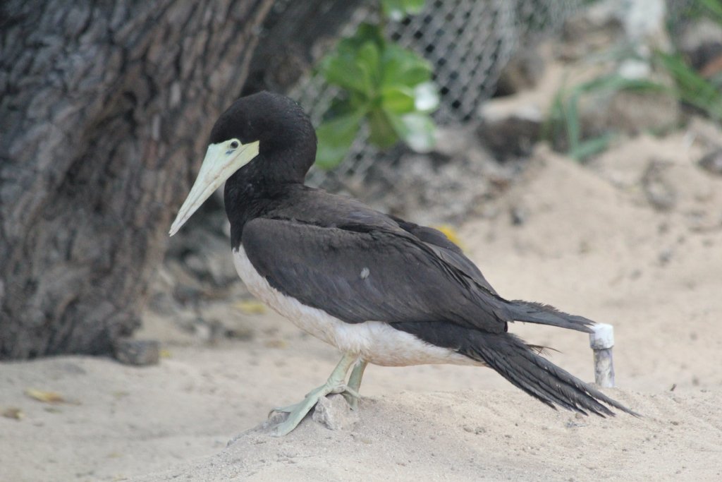 Brown Booby