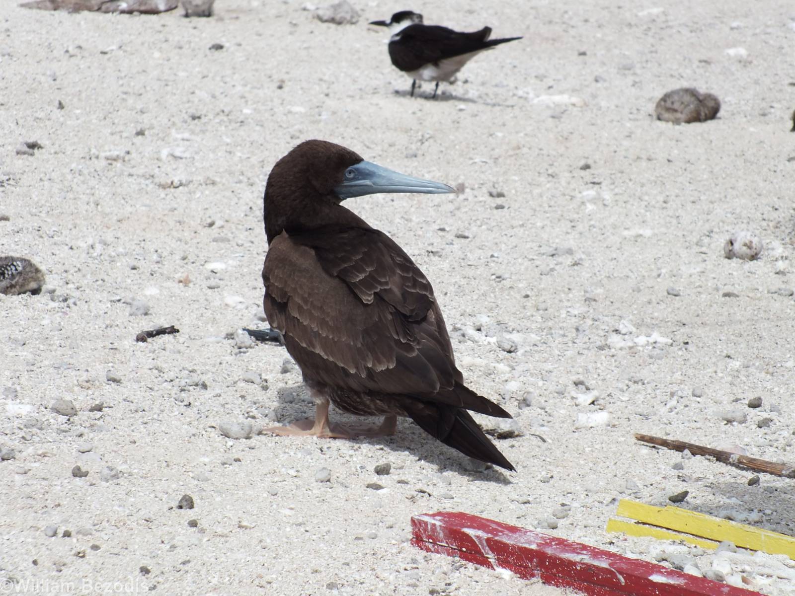 Brown Booby