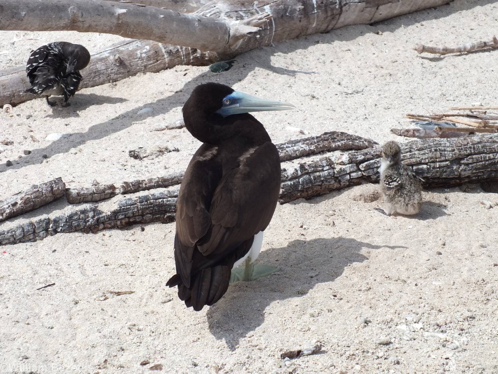 Brown Booby