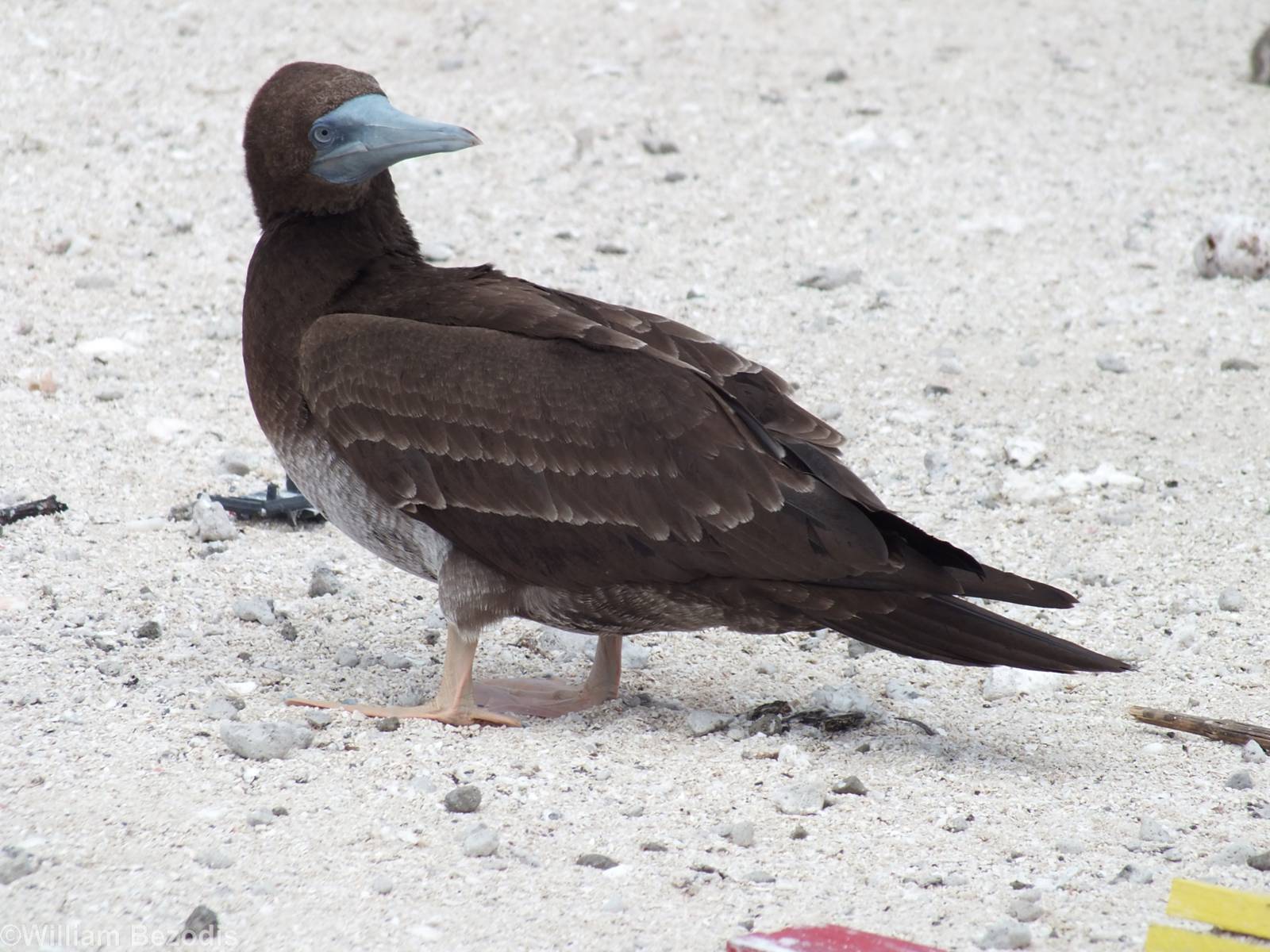 Brown Booby