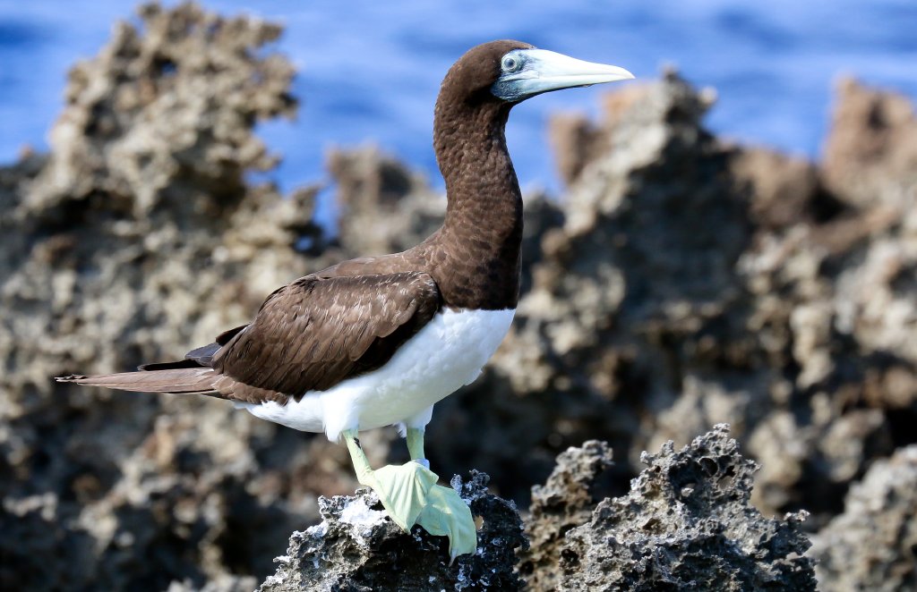 Brown Booby