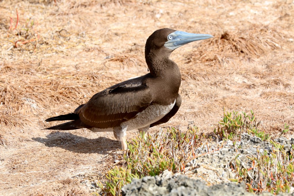 Brown Booby