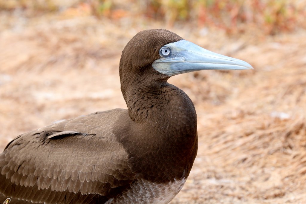 Brown Booby