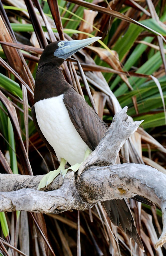 Brown Booby