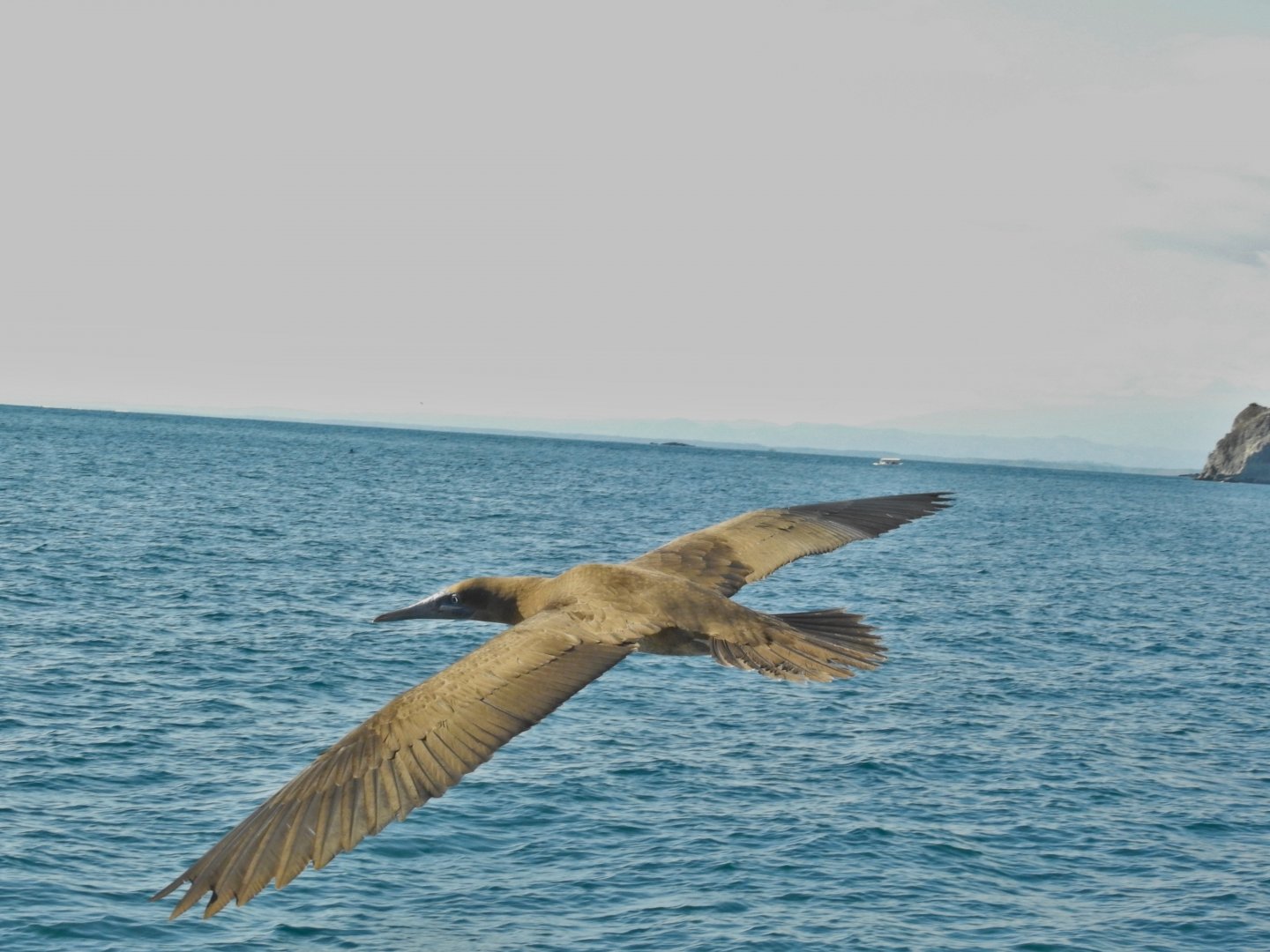 Brown Booby