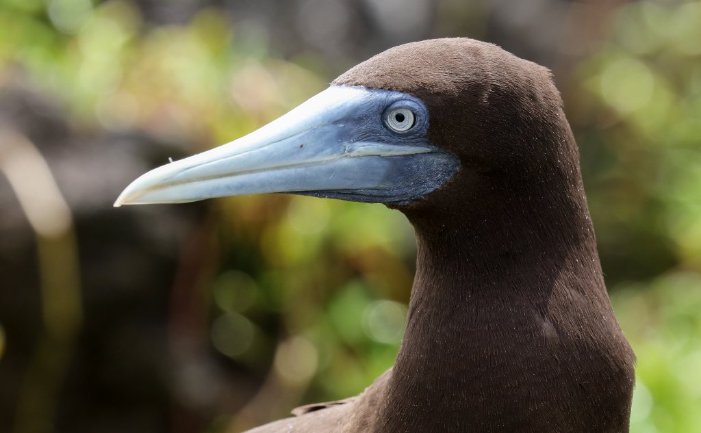 Brown Booby
