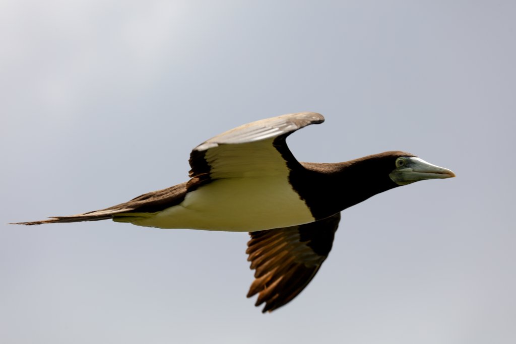 Brown Booby
