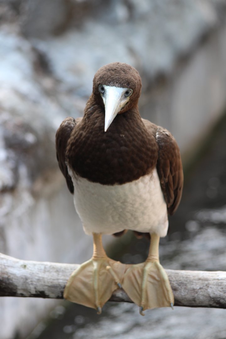 Brown Booby