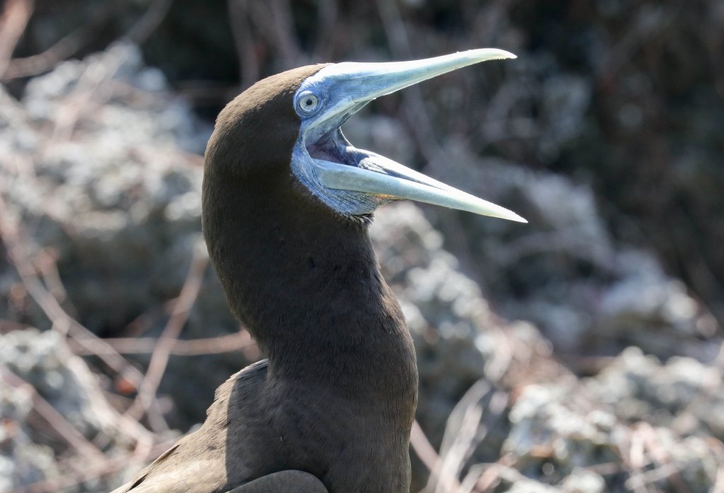 Brown Booby