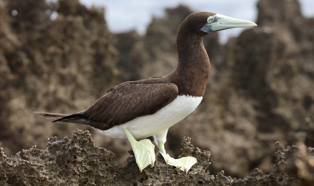 Brown Booby
