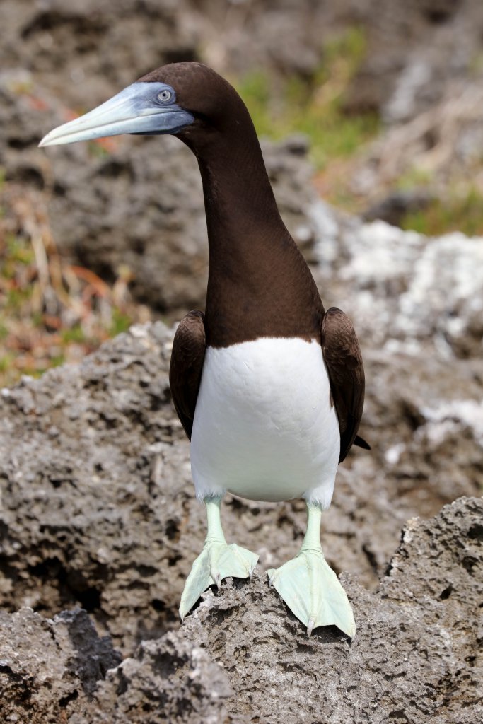 Brown Booby