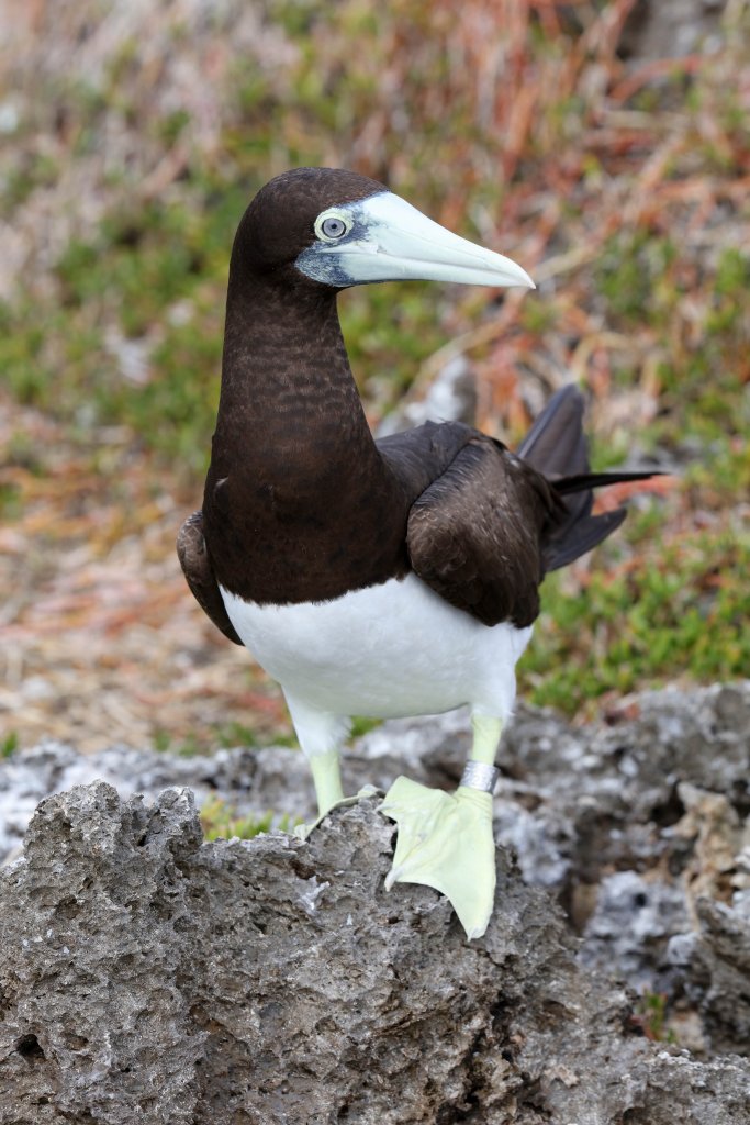 Brown Booby