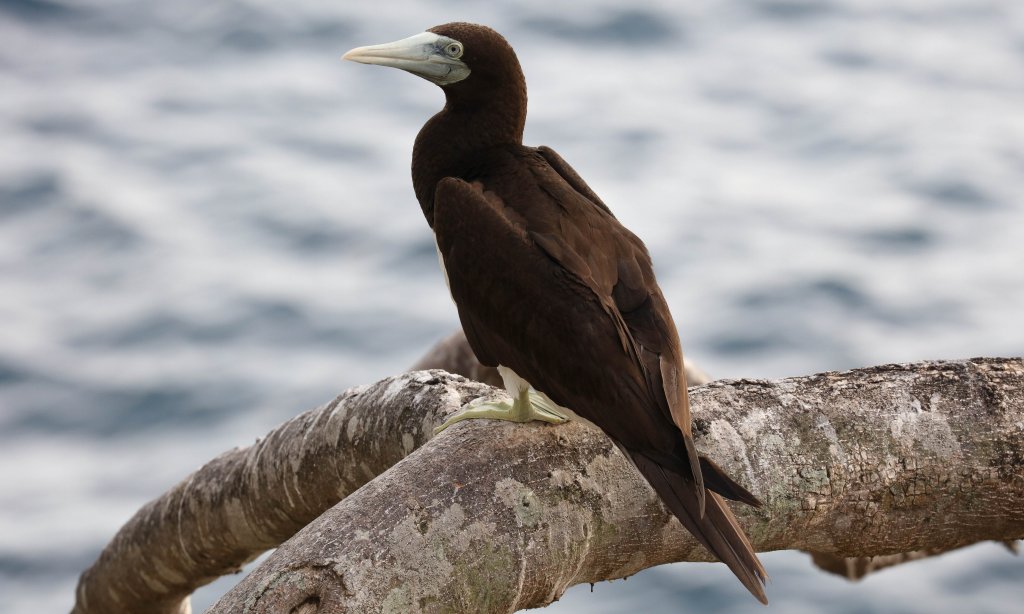 Brown Booby