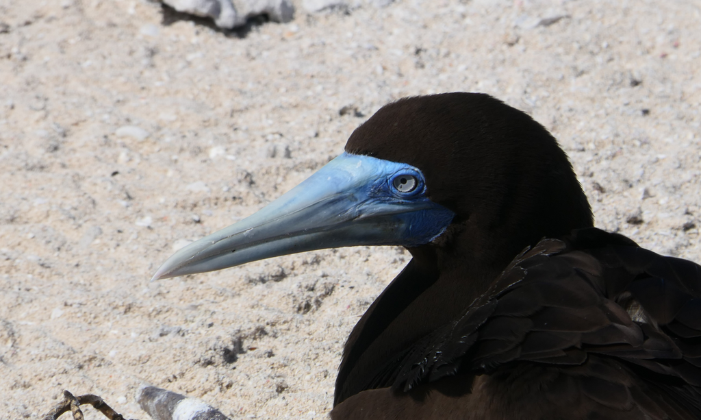 Brown Booby