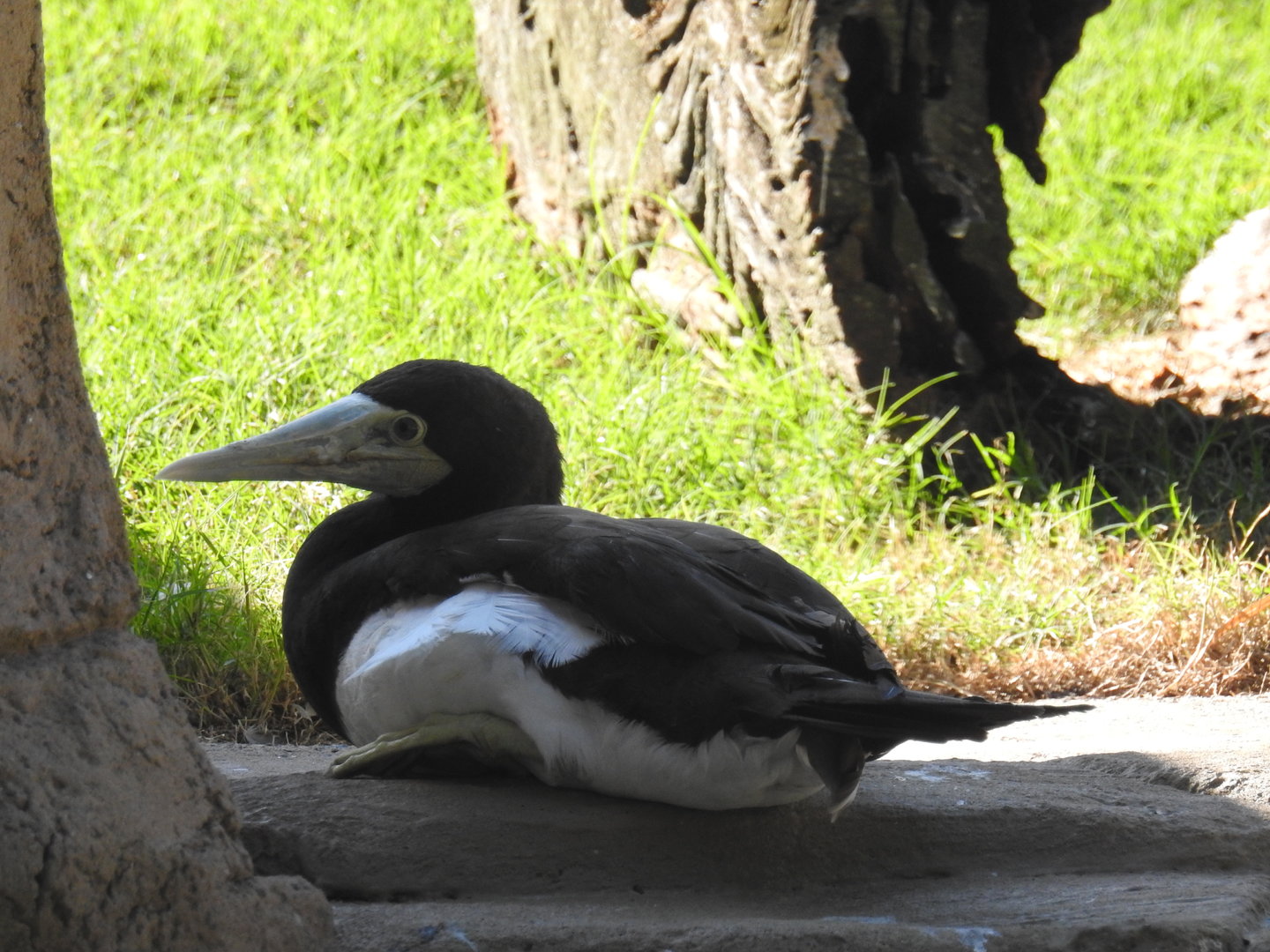 Brown Booby