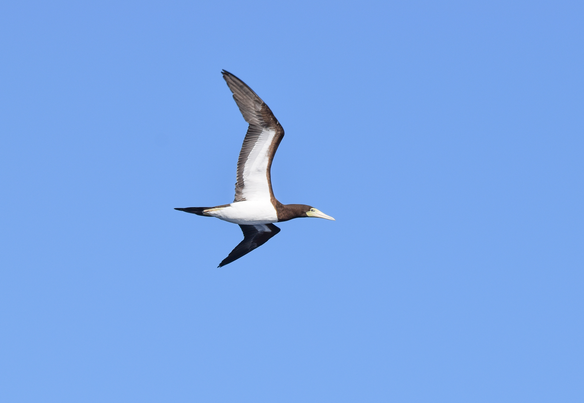 Brown Booby