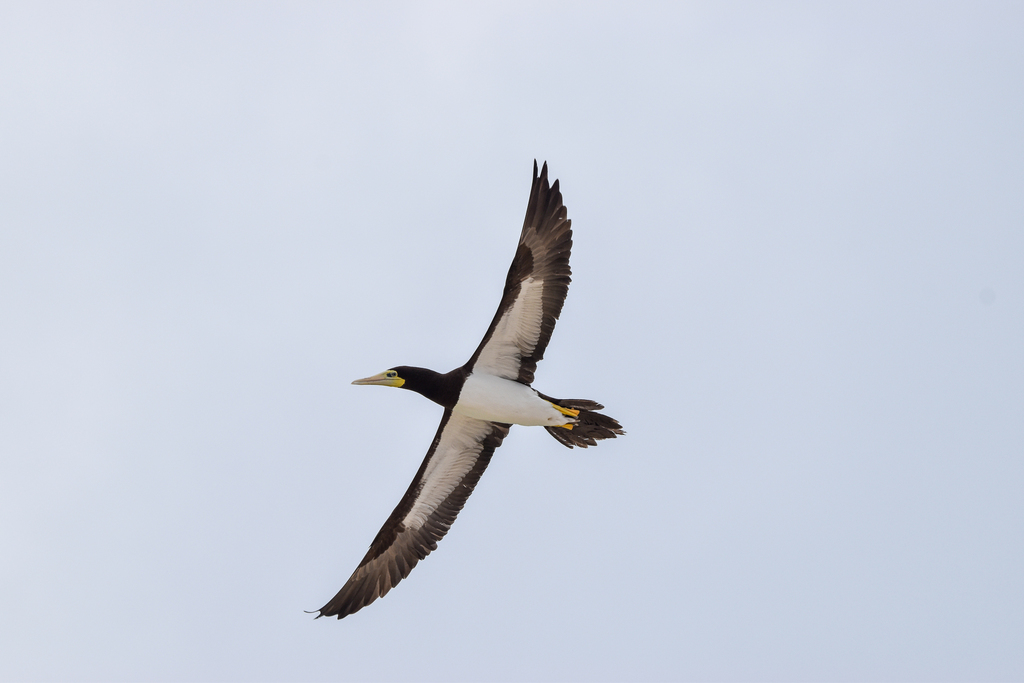 Brown Booby