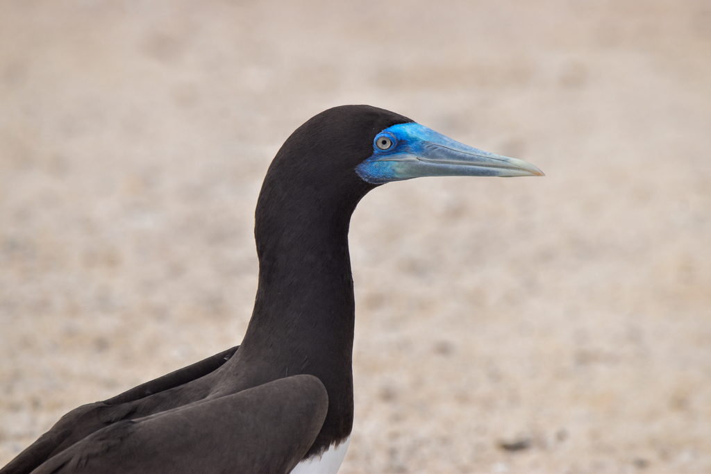 Brown Booby