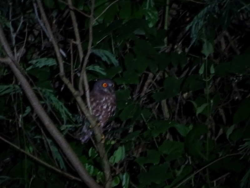 Brown bookbook (Ninox scutulata burmanica)