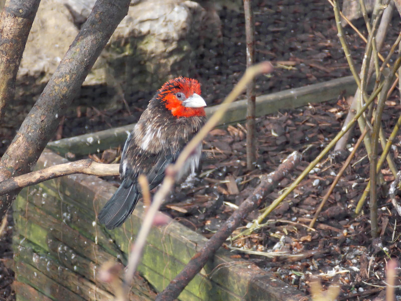 Brown-breasted Barbet 15/3/13