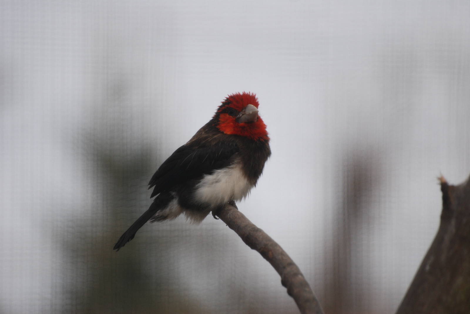Brown-breasted Barbet at Bristol, 06/02/12