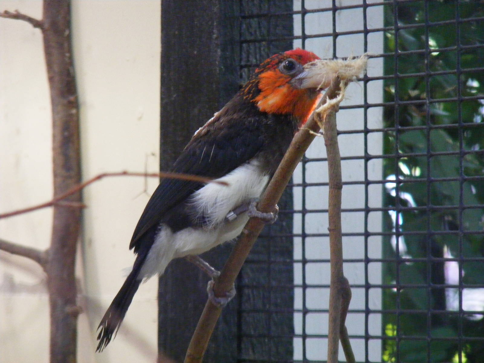 Brown breasted barbet at Paultons Park, 2 October 2011