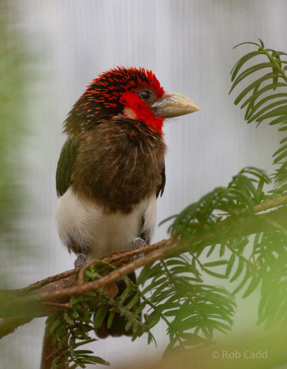 Brown-breasted barbet : Waddesdon : 04 Oct 2019