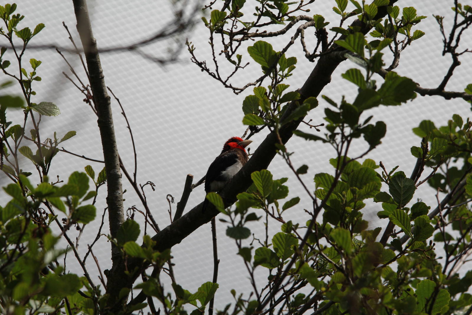 Brown-breasted Barbet