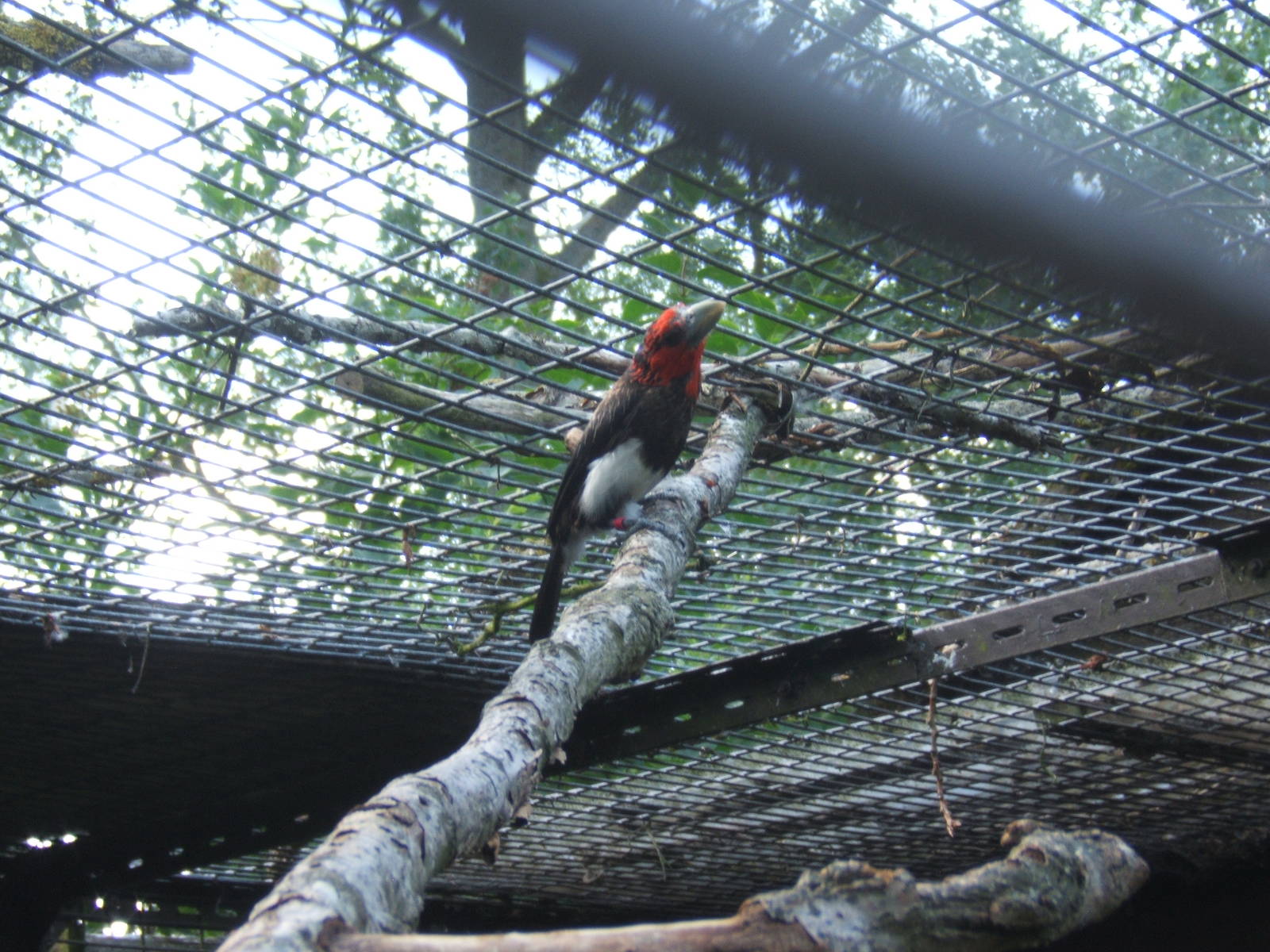 Brown-breasted Barbet