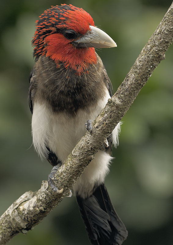 Brown-breasted barbet