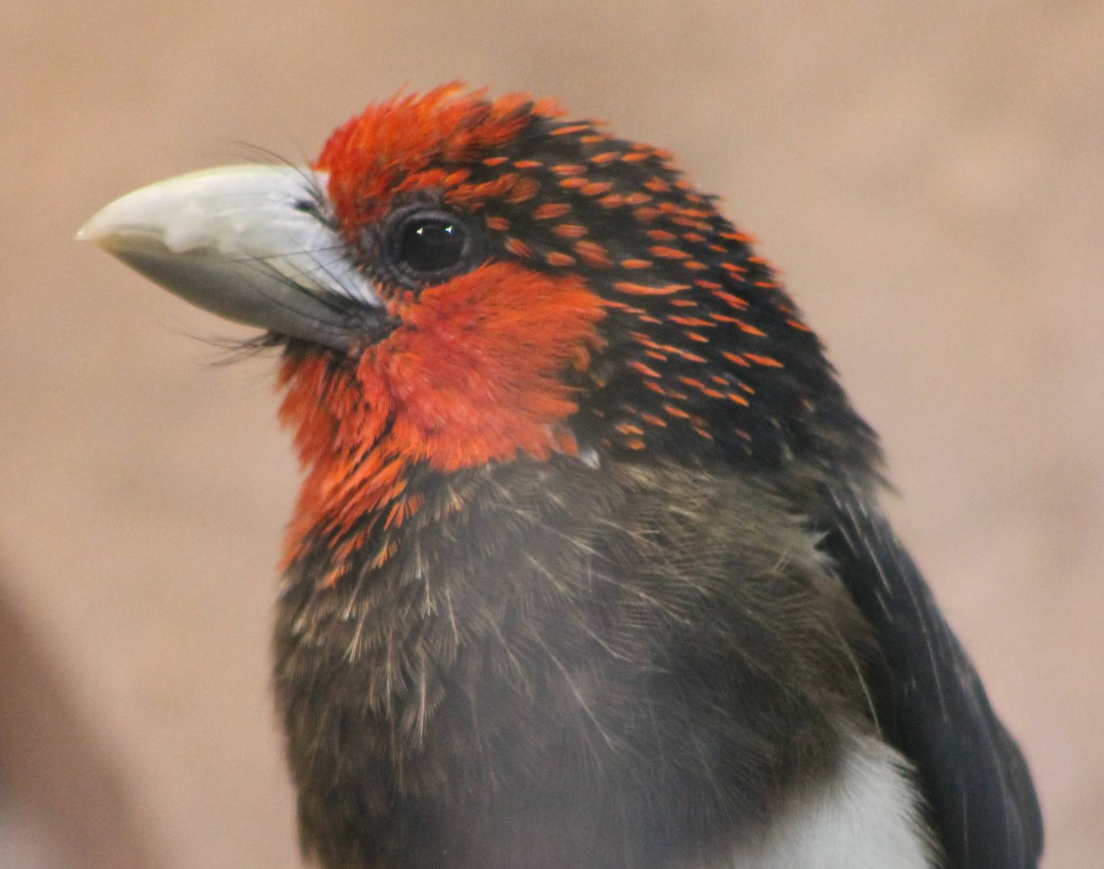 Brown-breasted barbet