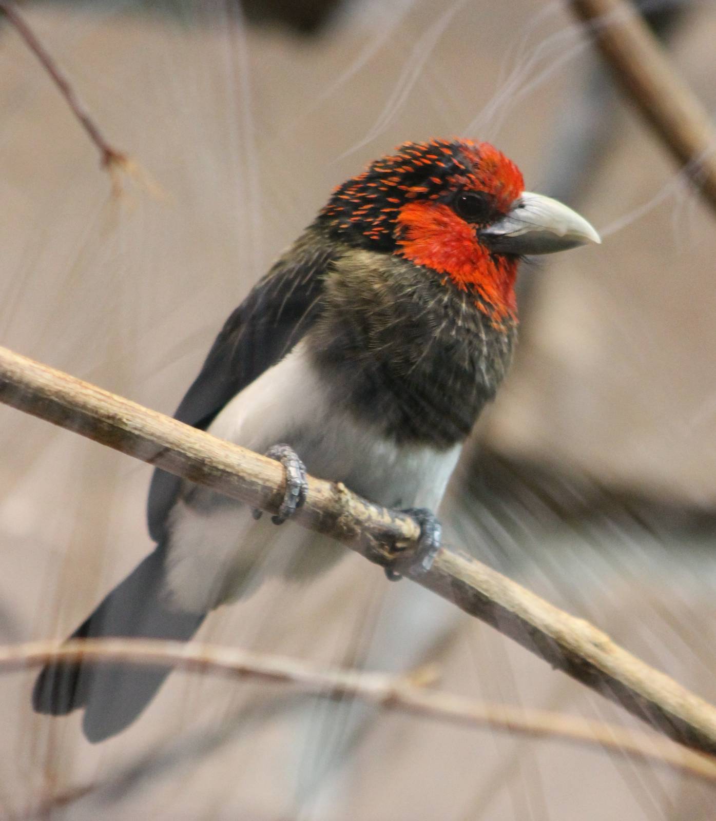 Brown-breasted barbet
