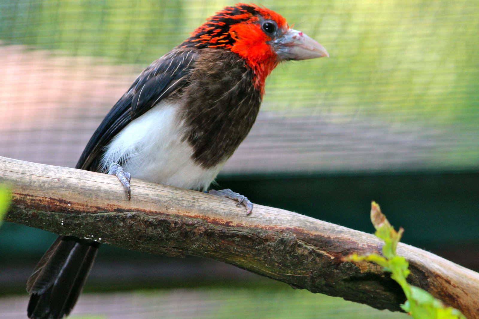 Brown-breasted barbet