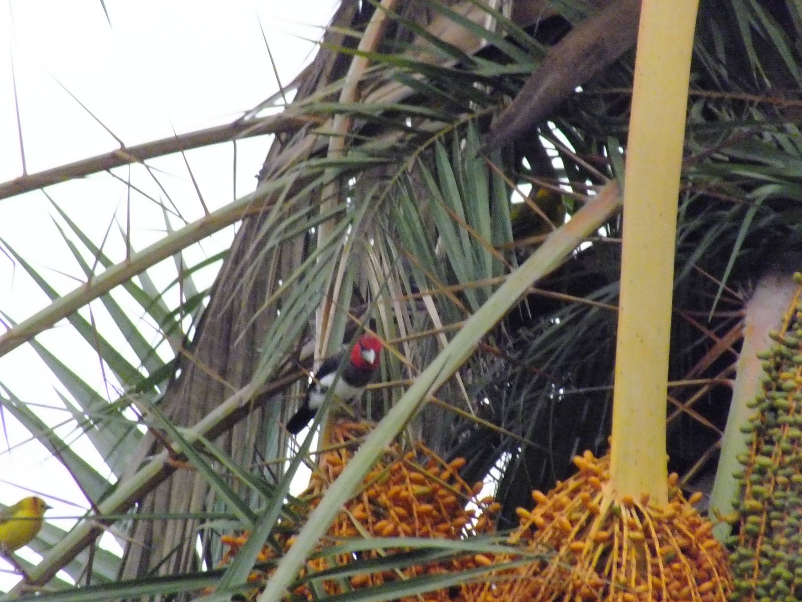 Brown-breasted Barbet