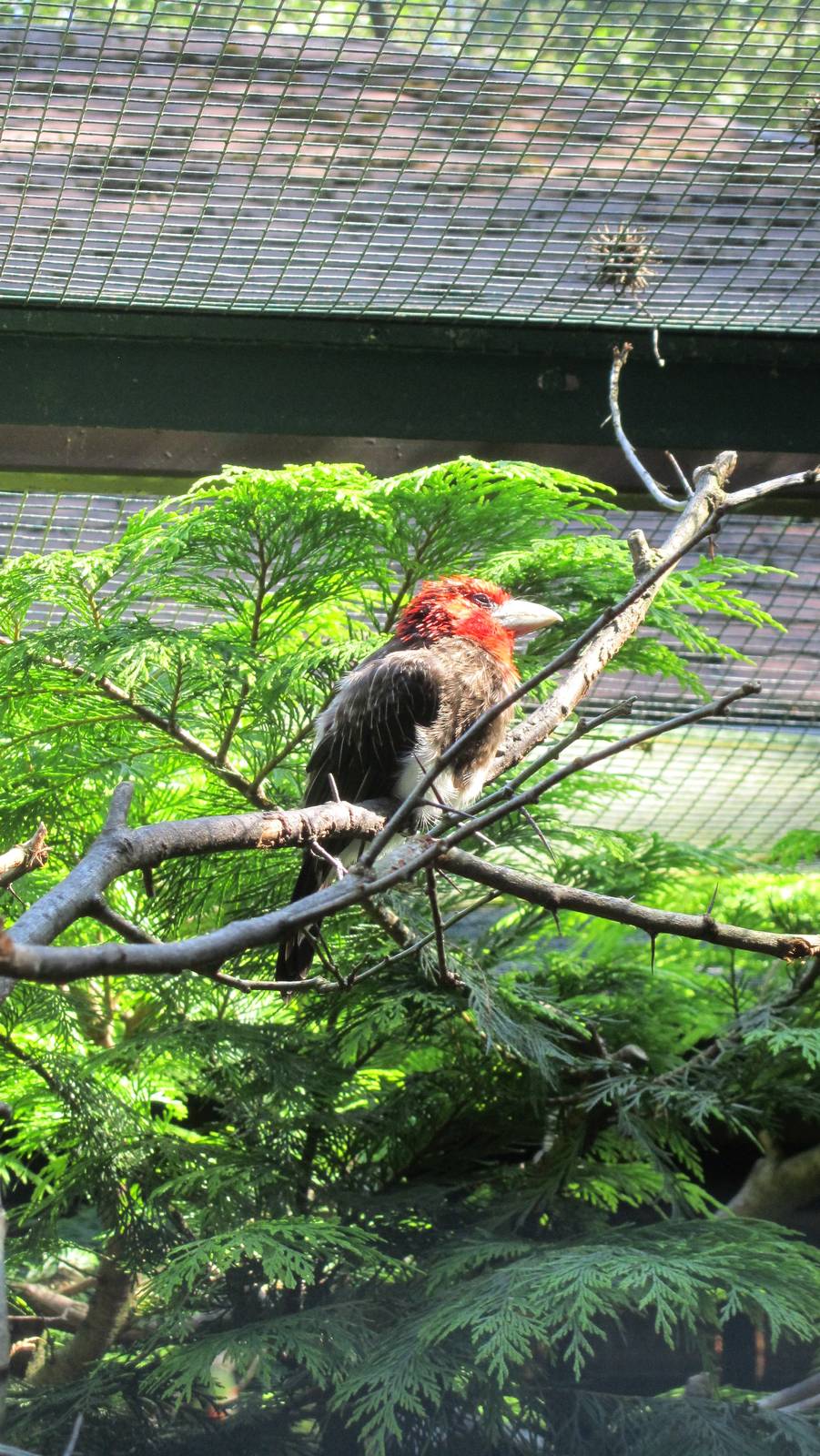 Brown-breasted barbet