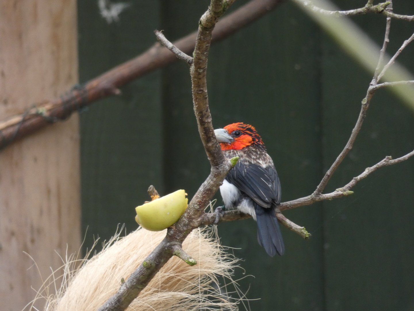 Brown-breasted Barbet