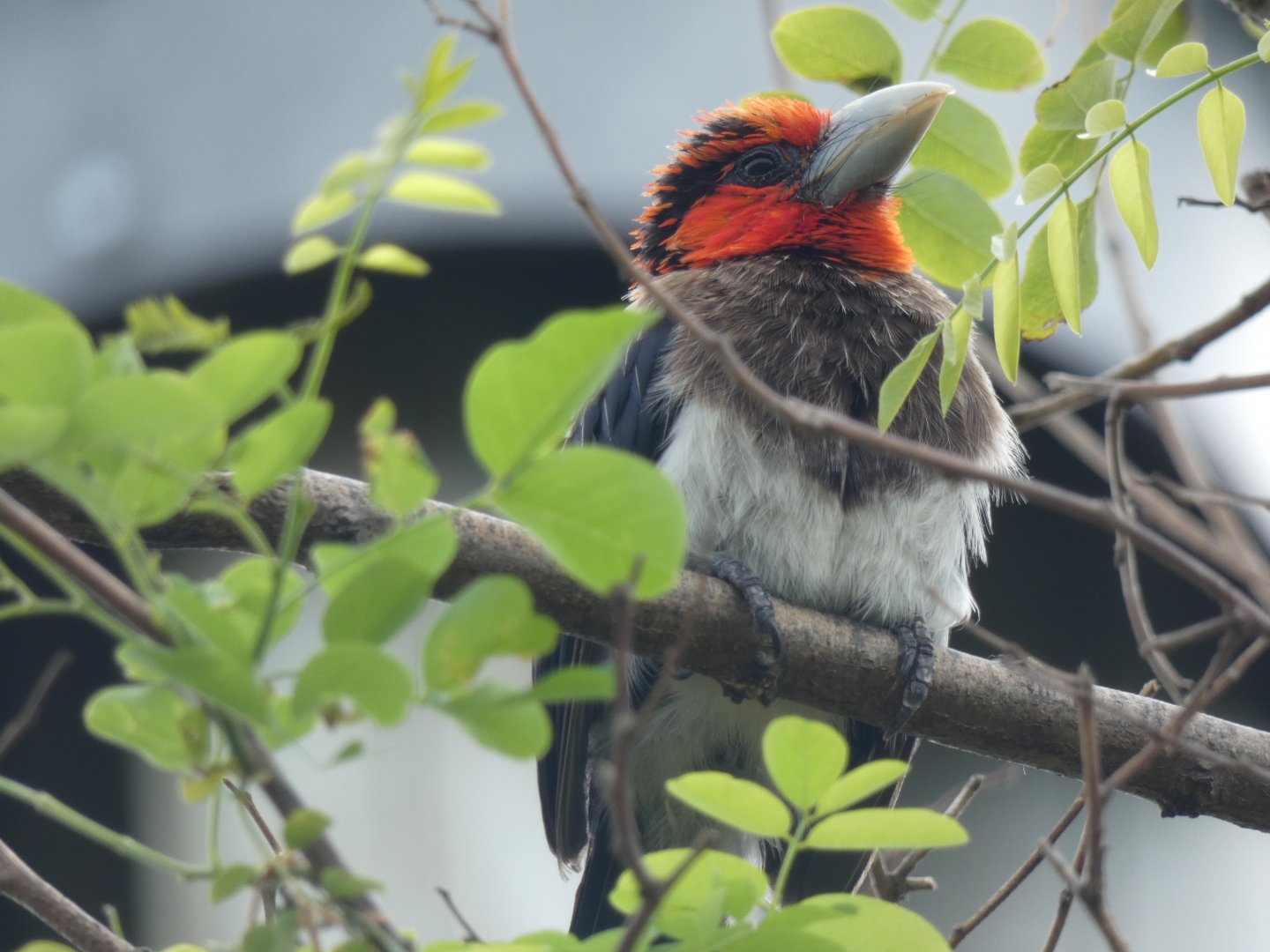 Brown-breasted Barbet