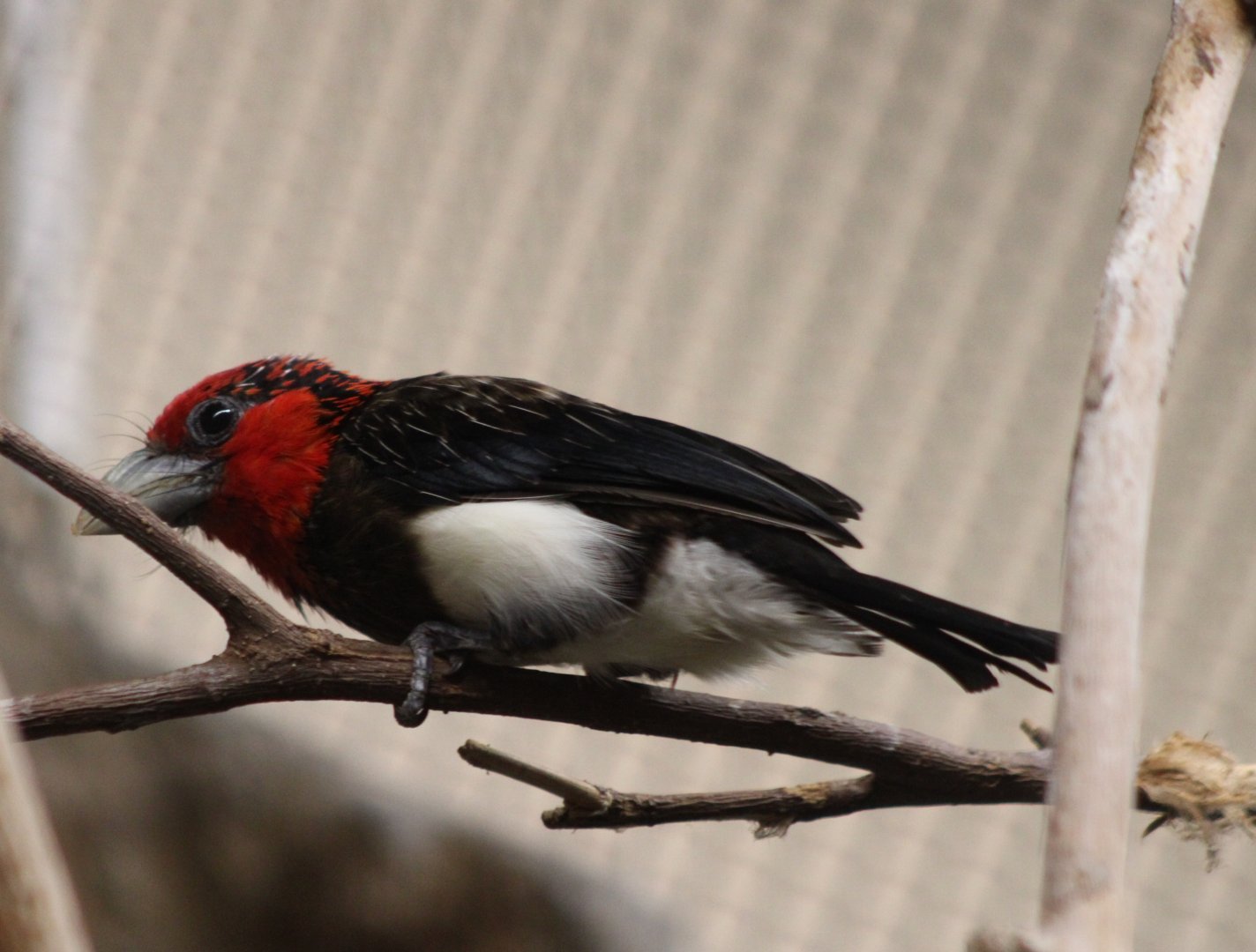 Brown-breasted barbet