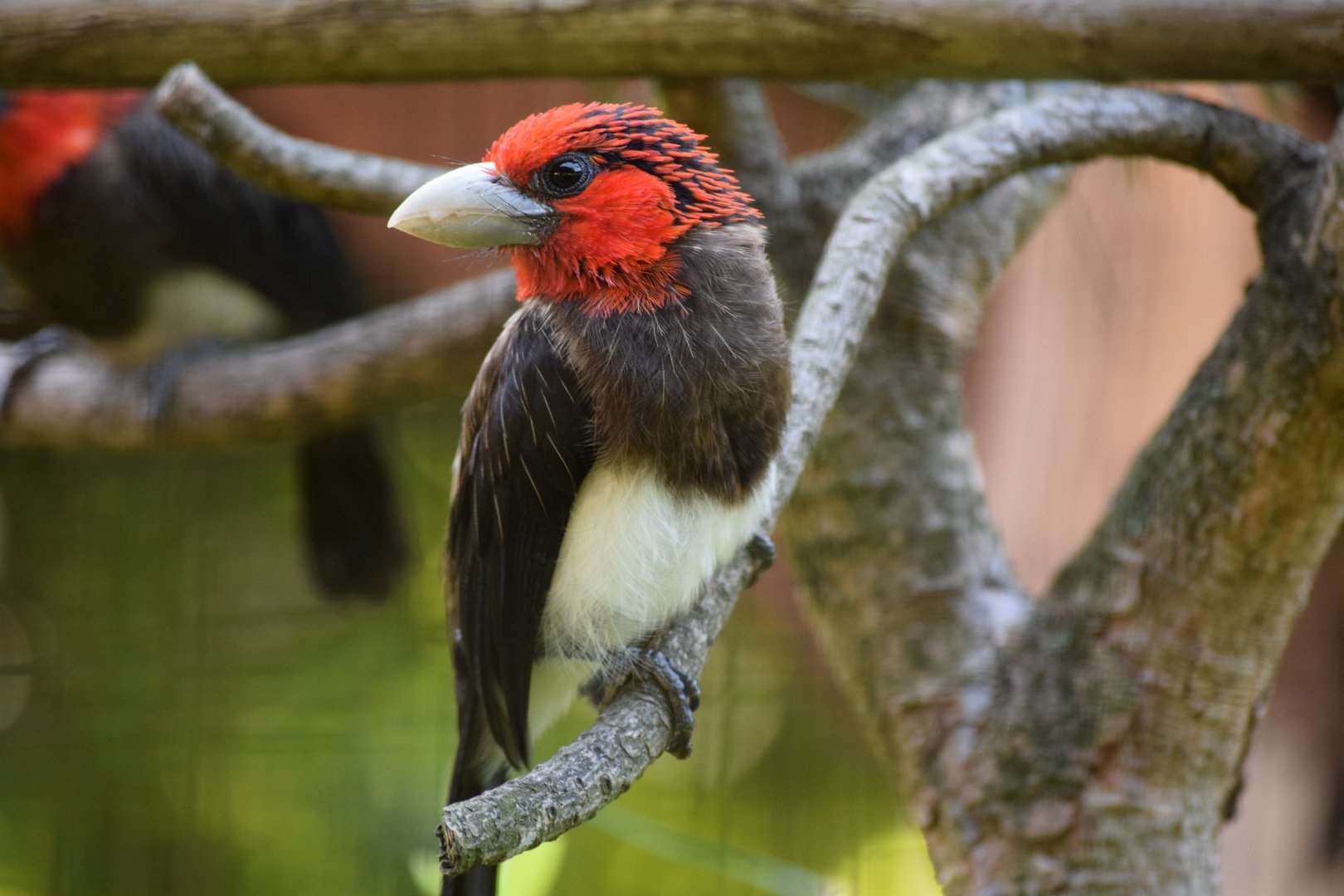 Brown-breasted barbet