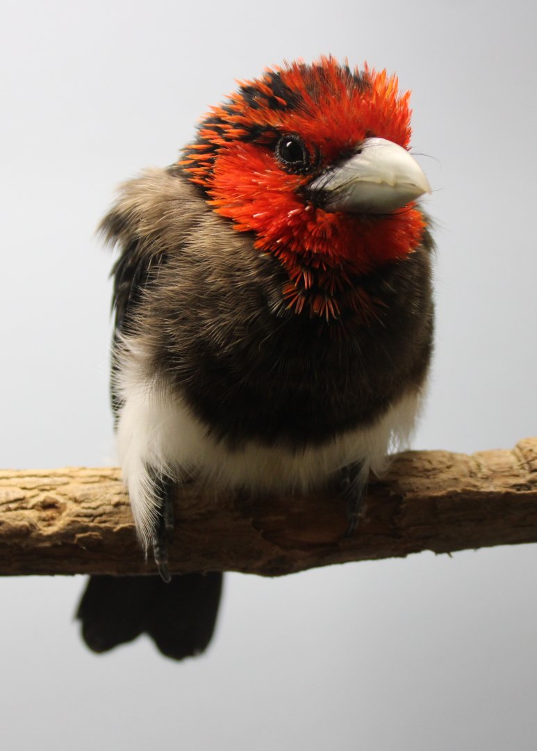 Brown-breasted barbet