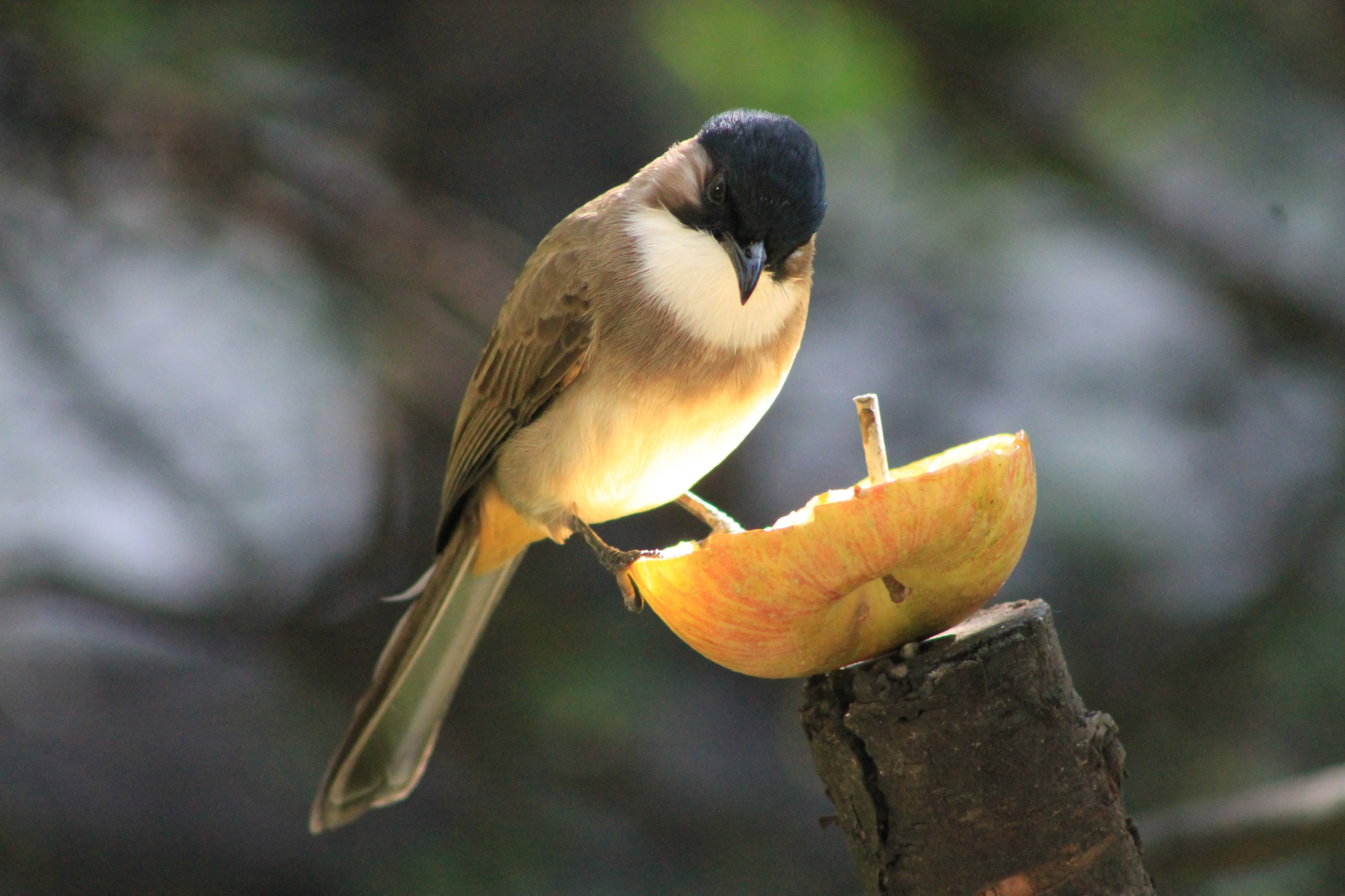Brown-breasted Bulbul (Pycnonotus xanthorrhous)