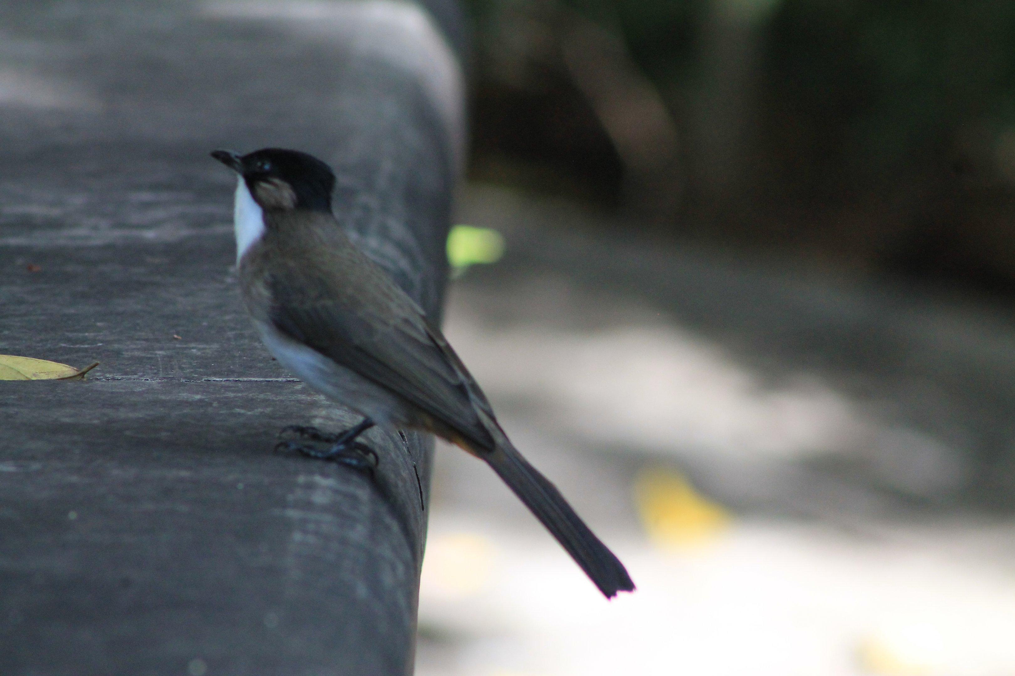 Brown-breasted Bulbul (Pycnonotus xanthorrhous)
