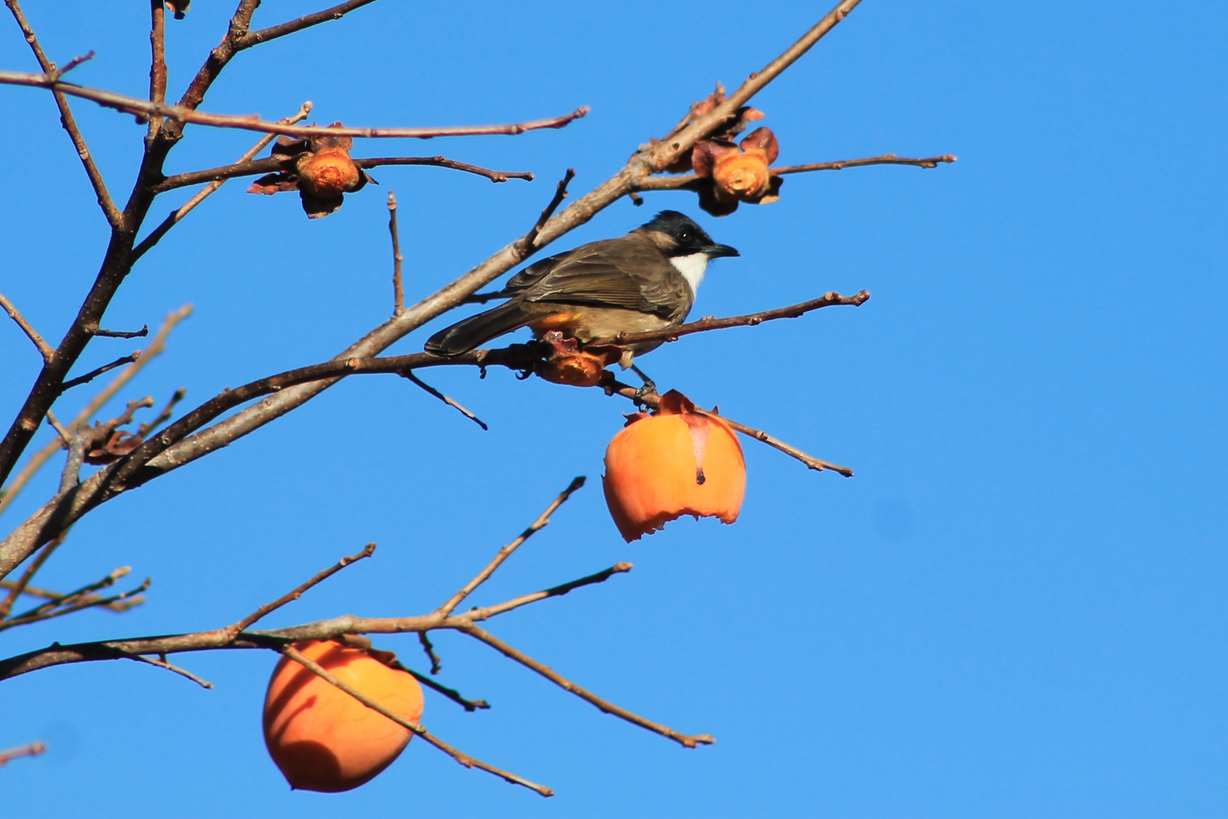 Brown-breasted Bulbul (Pycnonotus xanthorrhous)