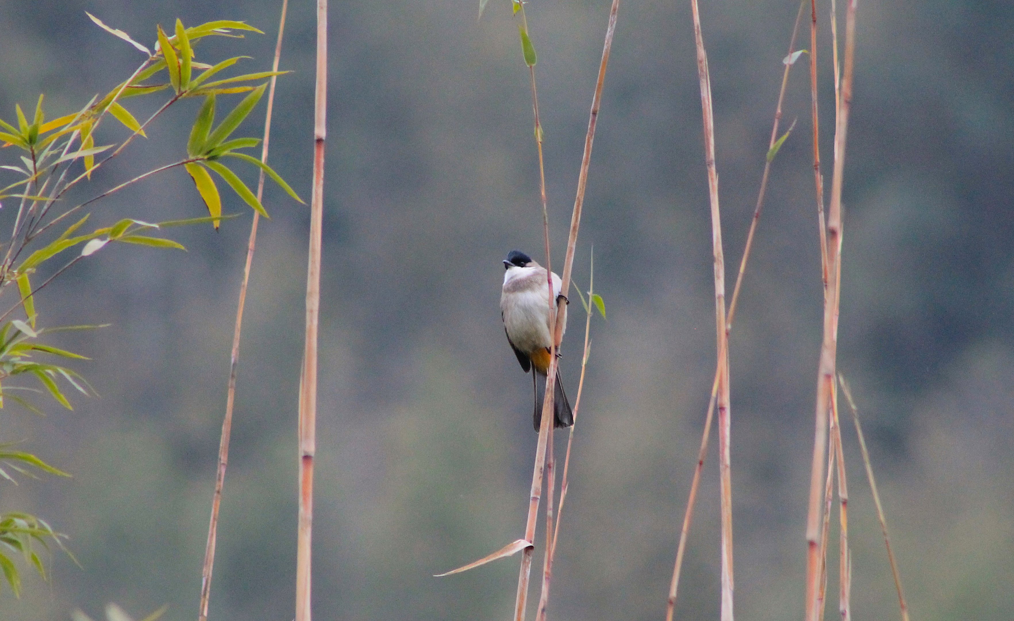 Brown-breasted Bulbul (Pycnonotus xanthorrhous)