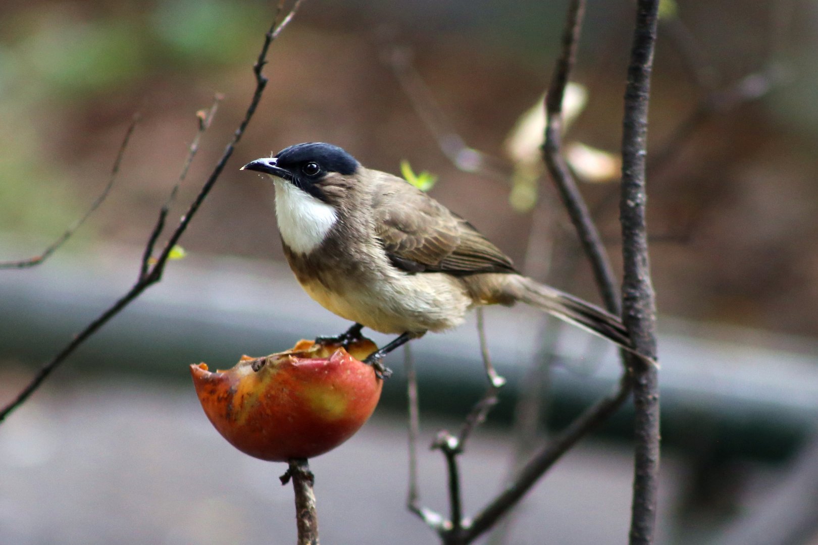 Brown-breasted Bulbul (Pycnonotus xanthorrhous)