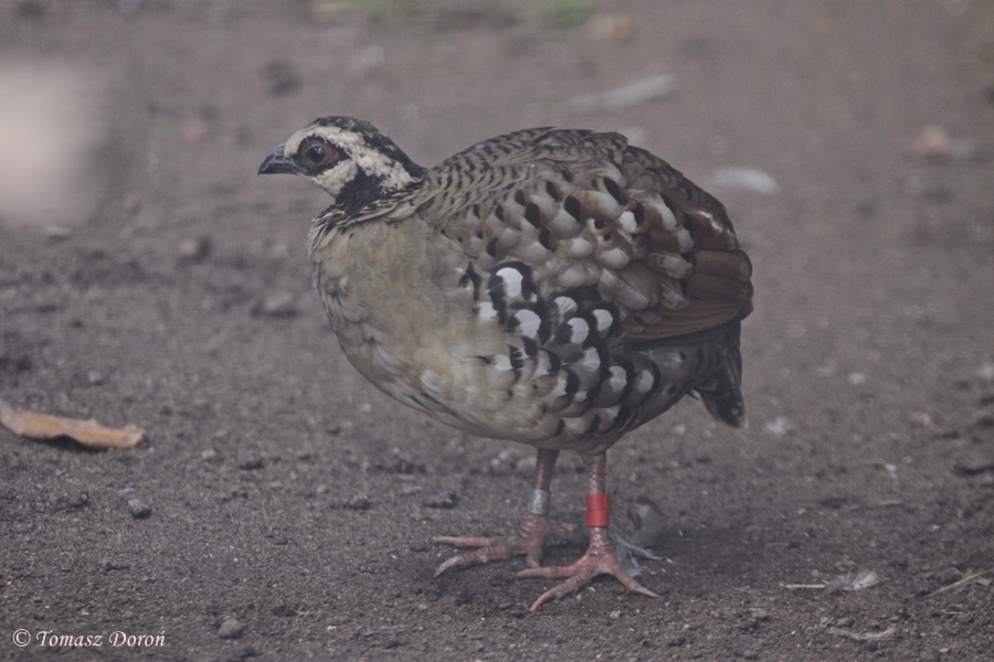 Brown-breasted Hill-partridge (Arborophila brunneopectus)