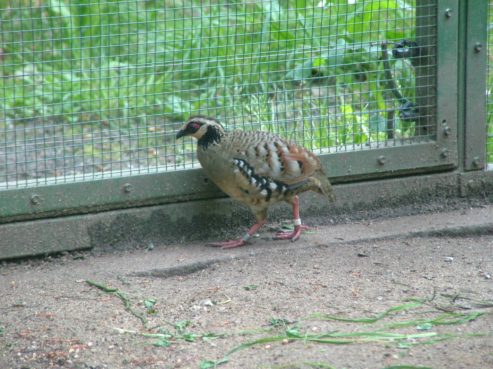 Brown-breasted Hill Partridge at Plzen, 25/05/10